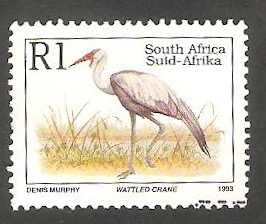 821 - Grus carunculatus 