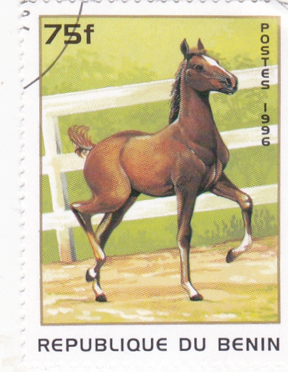 caballo