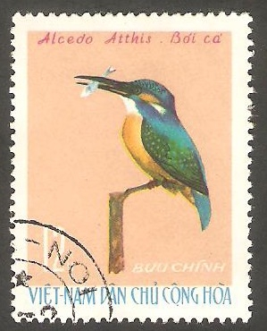 Pájaro alcedo althis