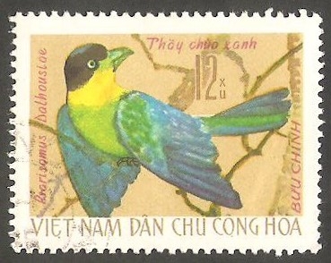 Pájaro rsarisomus dalhouslae 