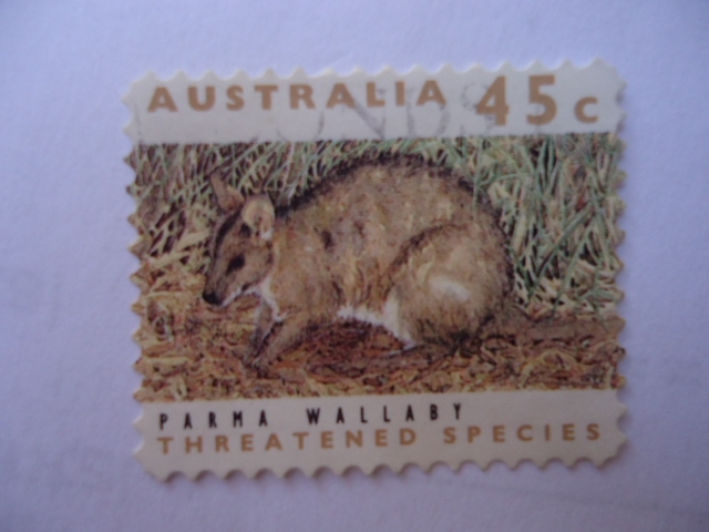 Parma Wallaby.