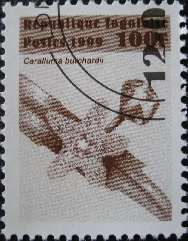 Caralluma burchardii