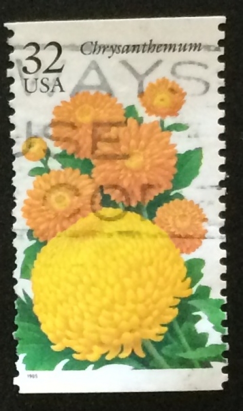 Chrysanthemum