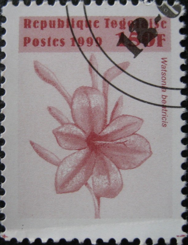 Watsonia beatricis