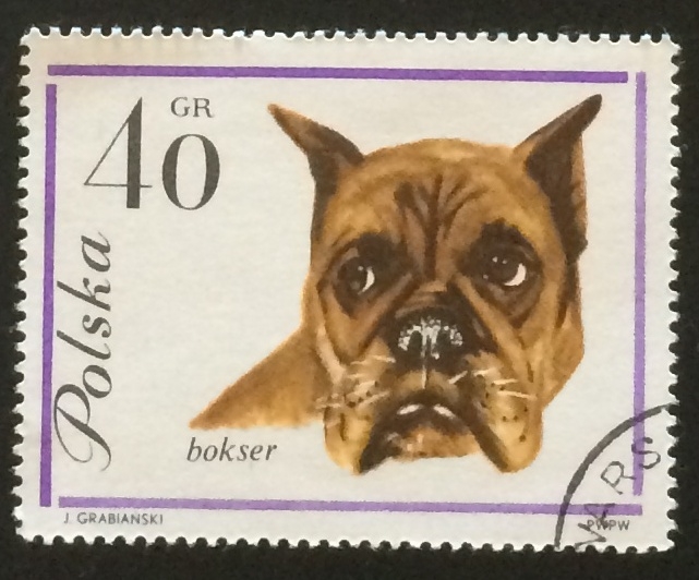 Boxer