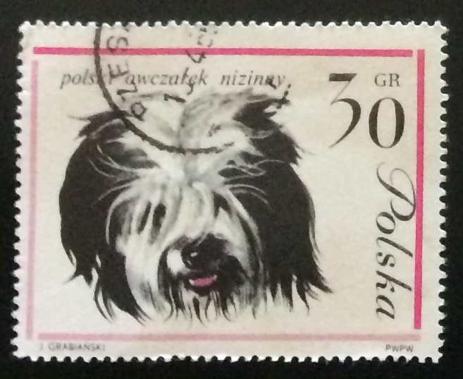 Perro pastor polaco