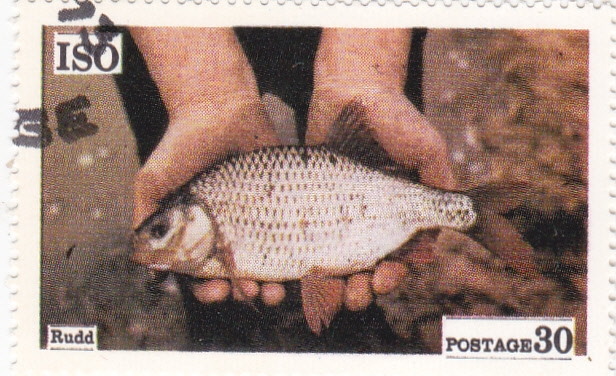 pesca en Isö