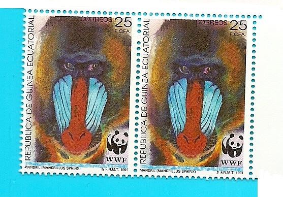Mandril - en peligro de extinción  - WWF protección  de la Naturaleza