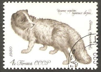 4707 - Fauna animal