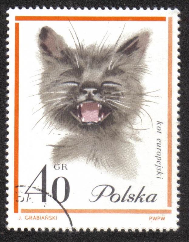 Gatos
