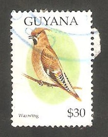 Ave waxwing bohemio