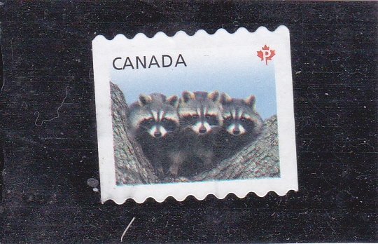 mapaches