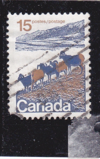 cabra montés