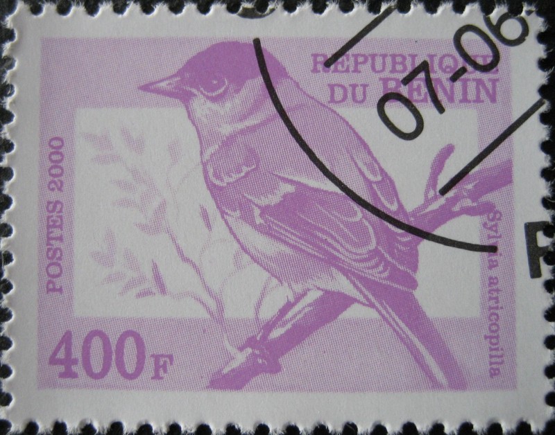 Aves