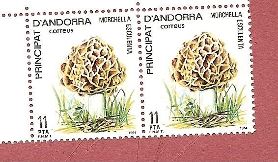 Micología - Morchella esculenta - colmenilla