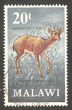 154 - Antílope
