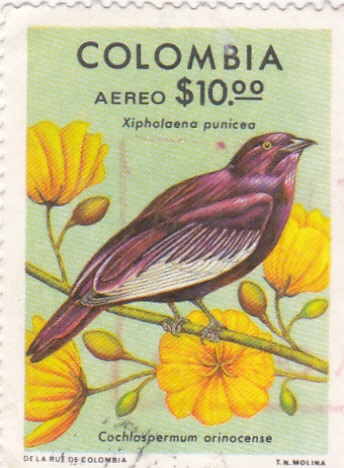 AVE- XIPHOLAENA PUNICEA