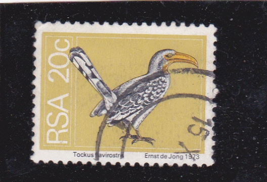 ave-Tockus flavirostra