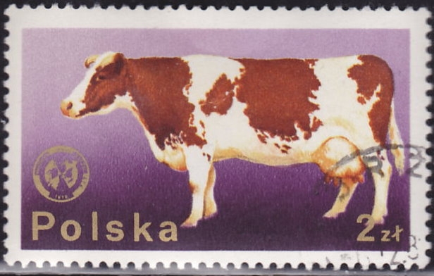 Vaca