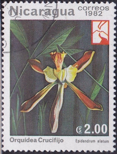 Orquidea