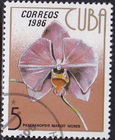 Orquidea