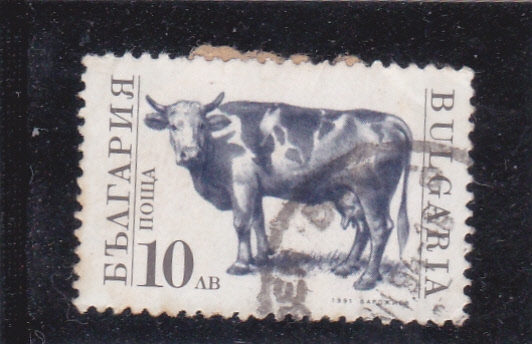 vaca