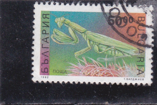 amantis religiosa