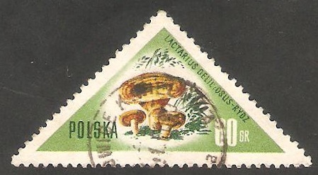  962 - Champiñón lactarius deliciosus