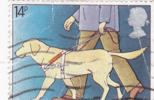 perro 