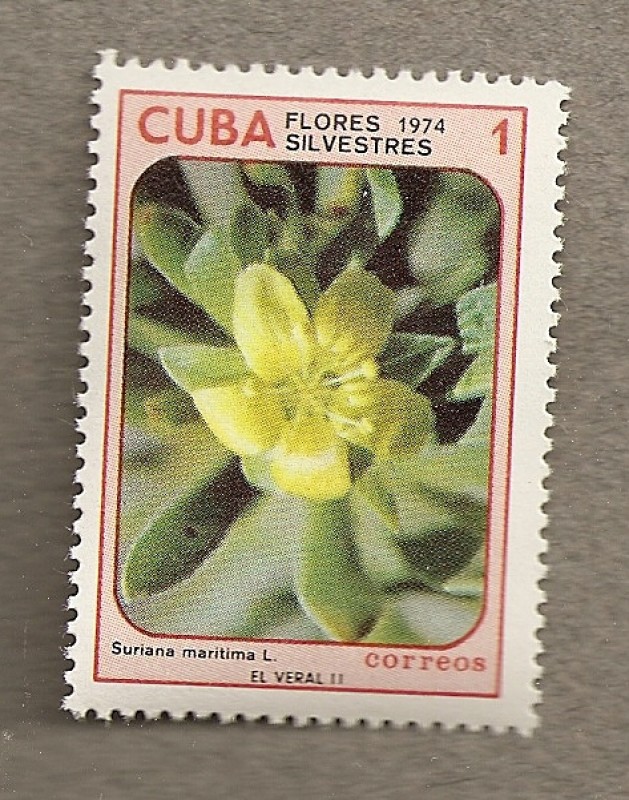 Flores silvestres