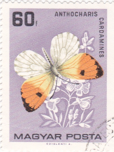 mariposa
