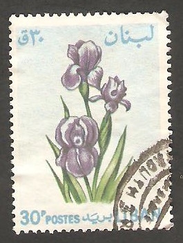 243 - Flores