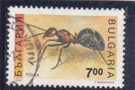 hormiga