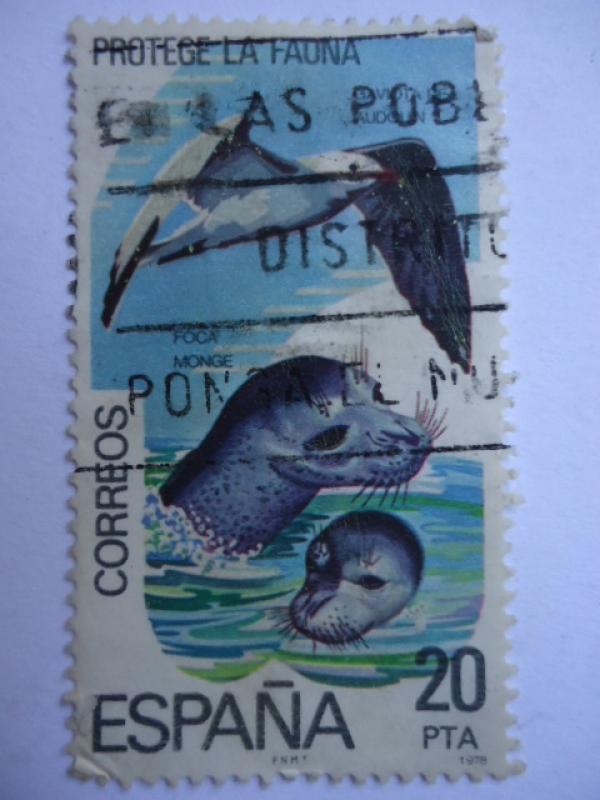 Proteje la Fauna - Gaviota y Foca Monge.