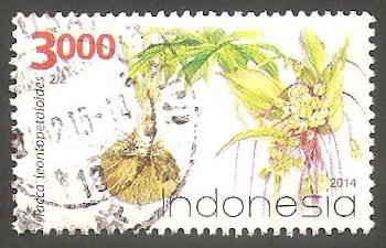 Planta tacca leontopetaloides