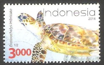 Tortuga
