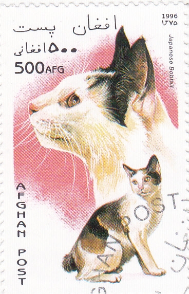 gatos de raza