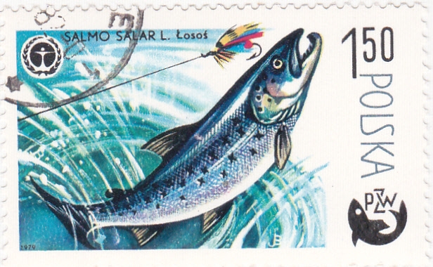 pesca PZW salmón