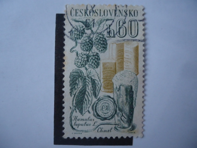 Flora: Lúpulo