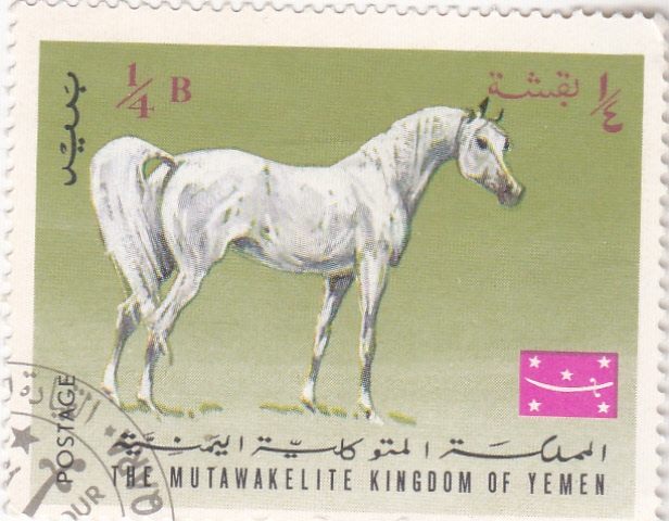 caballo de raza