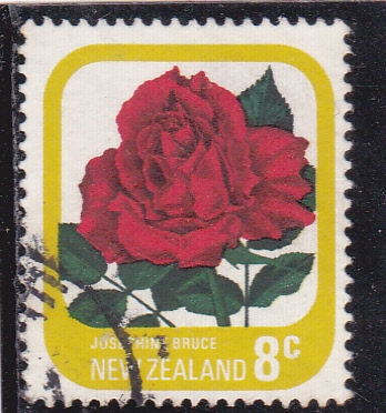 flores-rosa roja