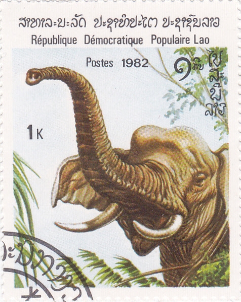 elefante