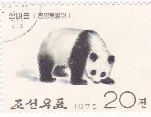 oso panda