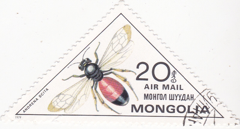 insecto- andrena scita