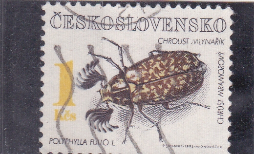 insecto-