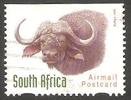 18 - Búfalo