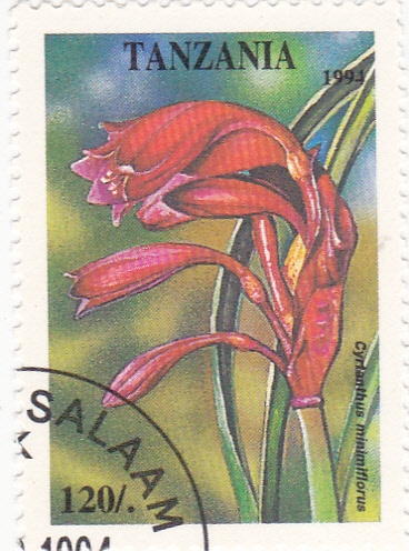 flores-