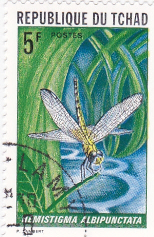 insecto