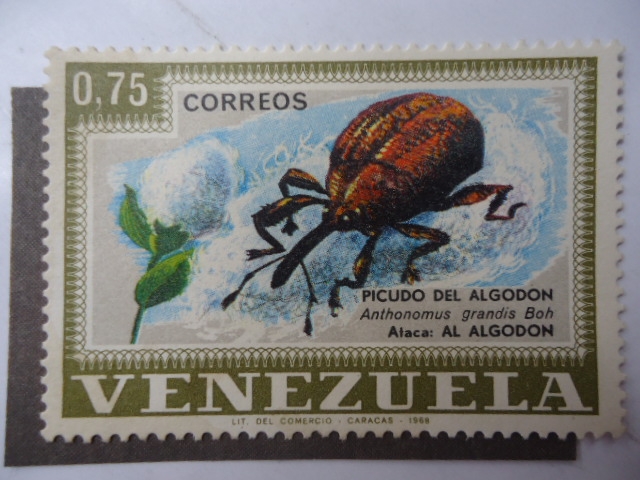 Fauna: Picudo del Algodón (Anthonomus Grandis Boh)