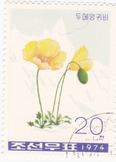 flores